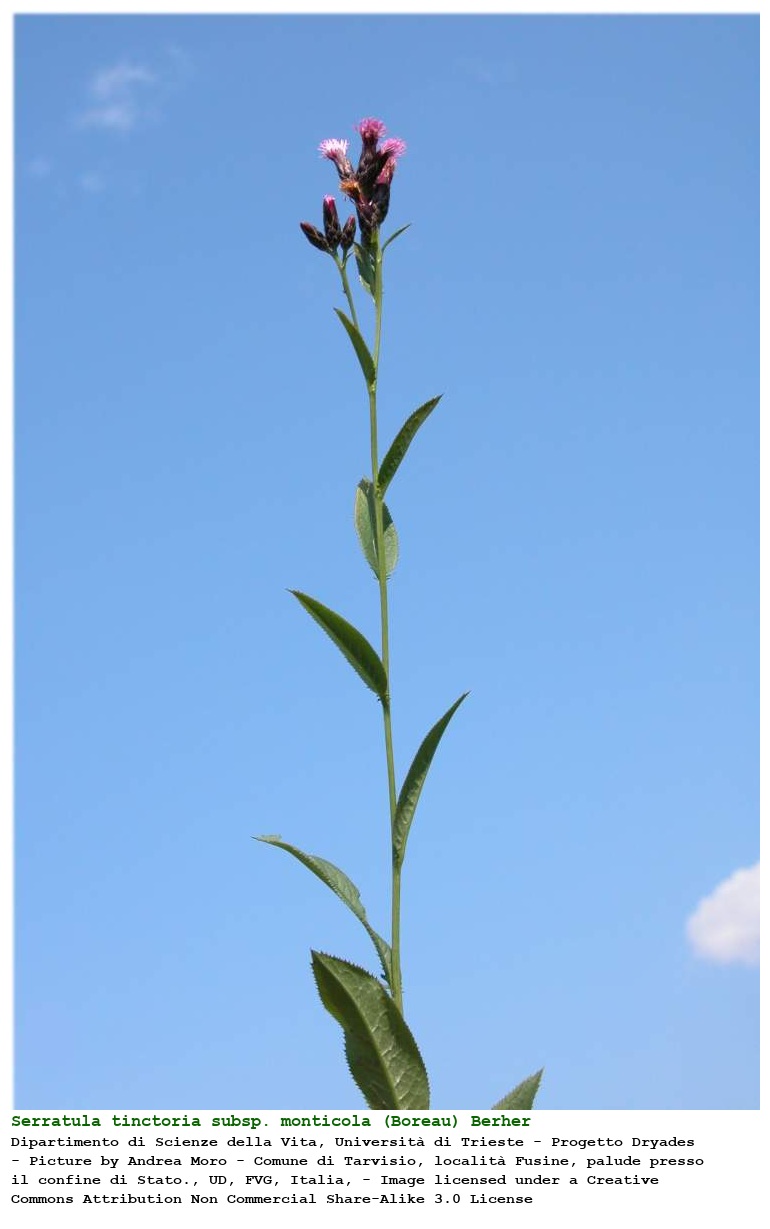 Serratula tinctoria subsp. monticola (Boreau) Berher
